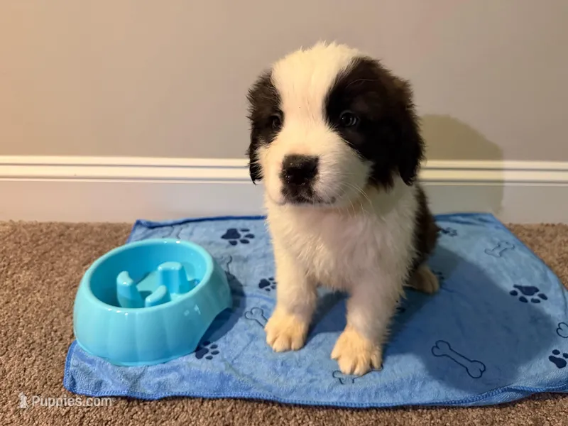 Puppy 8 - K9 Jewels – Saint Bernard puppy for sale in Roxboro, NC