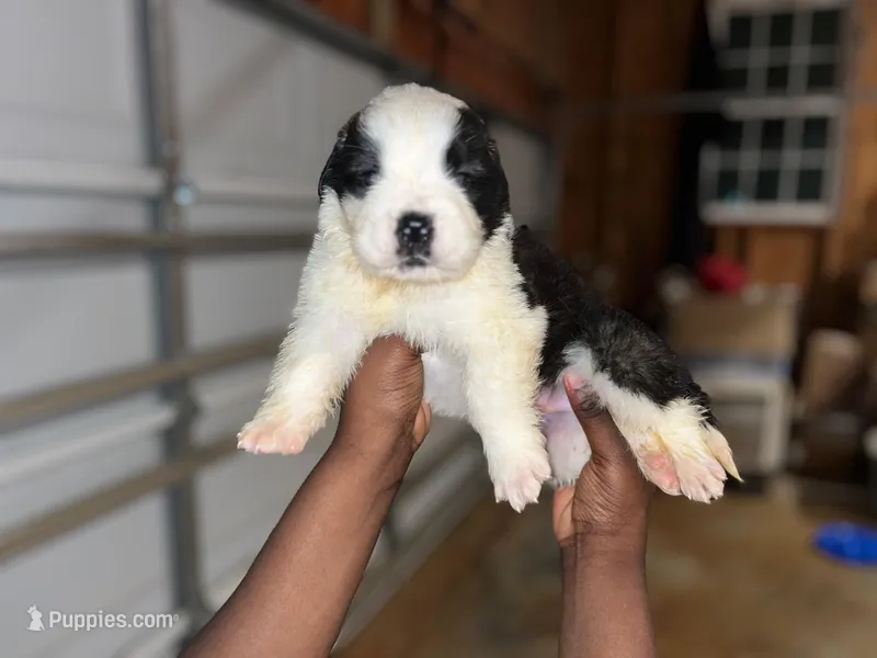 Puppy 8 - K9 Jewels – Saint Bernard puppy for sale in Roxboro, NC