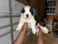 Puppy 8 - K9 Jewels, a male Saint Bernard for sale in Roxboro, NC – Photo 3 of 8