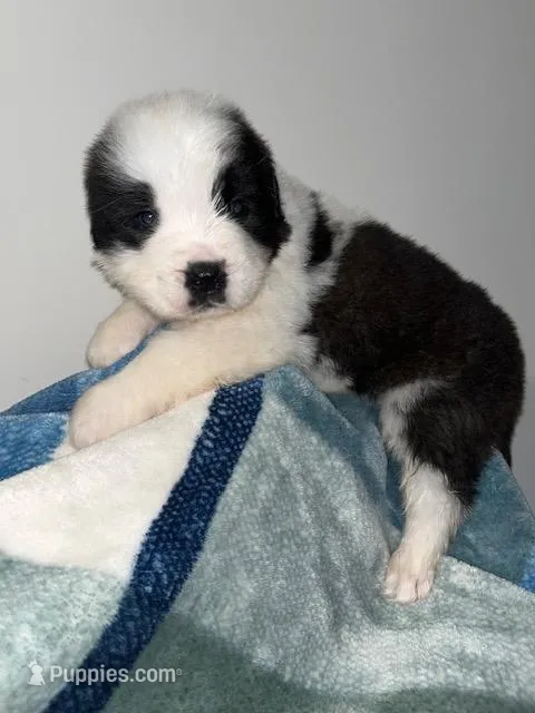 Puppy 8 - K9 Jewels – Saint Bernard puppy for sale in Roxboro, NC