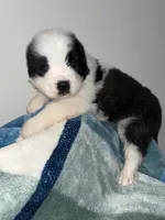 Puppy 8 - K9 Jewels, a male Saint Bernard for sale in Roxboro, NC – Photo 1 of 8