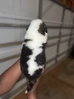 Puppy 8 - K9 Jewels, a male Saint Bernard for sale in Roxboro, NC – Photo 4 of 8