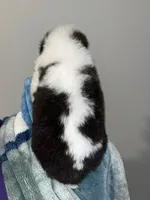 Puppy 8 - K9 Jewels, a male Saint Bernard for sale in Roxboro, NC – Photo 2 of 8