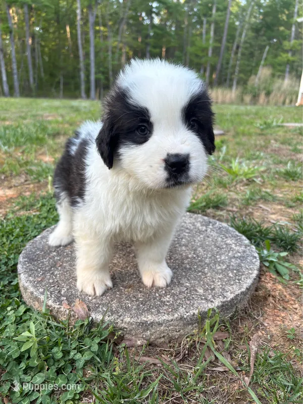 Puppy 8 - K9 Jewels – Saint Bernard puppy for sale in Roxboro, NC