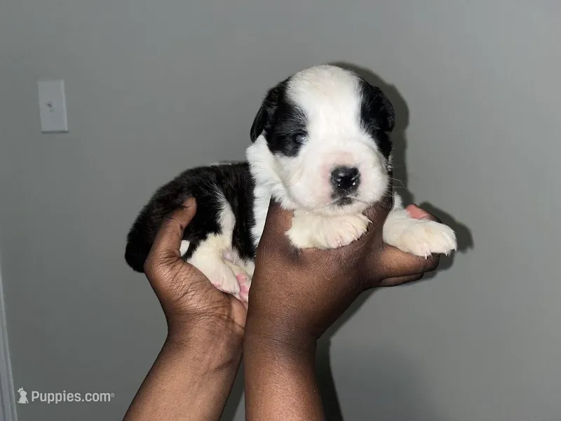 Puppy 8 - K9 Jewels – Saint Bernard puppy for sale in Roxboro, NC