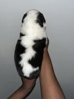 Puppy 8 - K9 Jewels, a male Saint Bernard for sale in Roxboro, NC – Photo 2 of 4