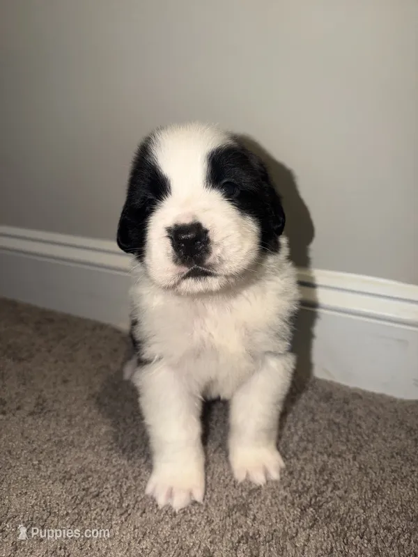 Puppy 2 - K9 Jewels LLC – Saint Bernard puppy for sale in Roxboro, NC