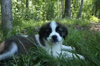 Puppy 2 - K9 Jewels, a female Saint Bernard for sale in Roxboro, NC – 2 of 10