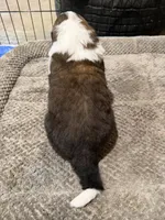 Puppy 5, a male Saint Bernard for sale in Roxboro, NC – 2 of 2