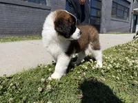 Puppy 4 - K9 Jewels, a female Saint Bernard for sale in Roxboro, NC – 2 of 10