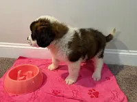 Puppy 4 - K9 Jewels, a female Saint Bernard for sale in Roxboro, NC – 6 of 10