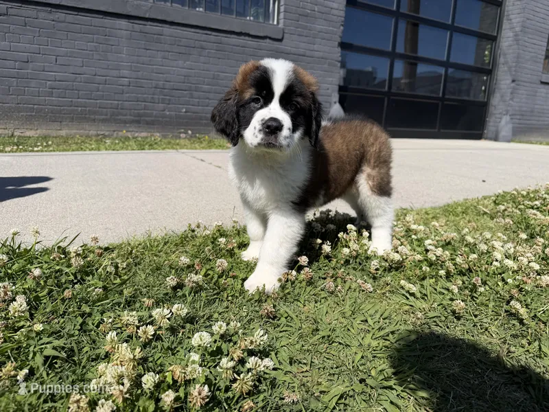 Puppy 4 - K9 Jewels – Saint Bernard puppy for sale in Roxboro, NC
