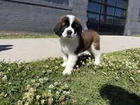 Puppy 4 - K9 Jewels, a female Saint Bernard for sale in Roxboro, NC – 1 of 10
