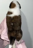 Puppy 4 - K9 Jewels, a female Saint Bernard for sale in Roxboro, NC – Photo 2 of 8