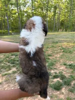Puppy 4 - K9 Jewels, a female Saint Bernard for sale in Roxboro, NC – 8 of 10