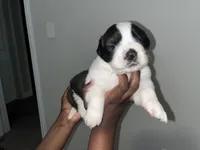 Puppy 4 - K9 Jewels, a female Saint Bernard for sale in Roxboro, NC – Photo 1 of 4