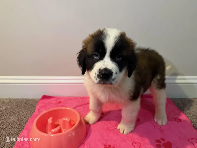 Puppy 4 - K9 Jewels – Saint Bernard puppy for sale in Roxboro, NC