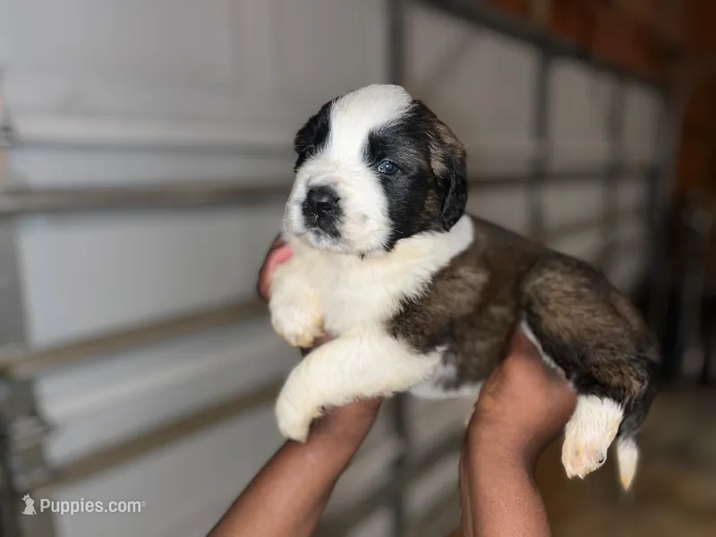 Puppy 4 - K9 Jewels – Saint Bernard puppy for sale in Roxboro, NC