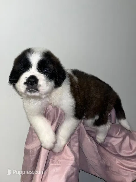 Puppy 4 - K9 Jewels – Saint Bernard puppy for sale in Roxboro, NC