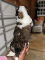 Puppy 4 - K9 Jewels, a female Saint Bernard for sale in Roxboro, NC – Photo 4 of 8