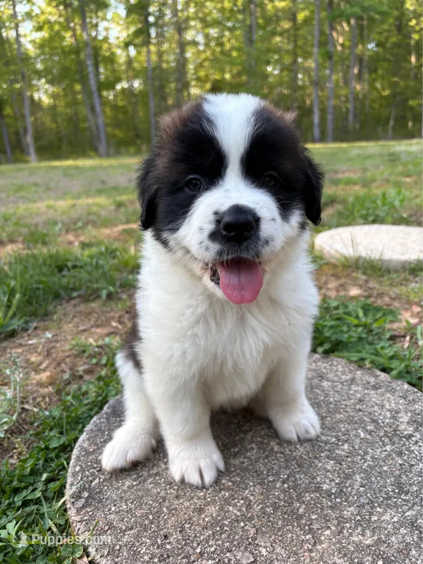 Puppy 4 - K9 Jewels – Saint Bernard puppy for sale in Roxboro, NC