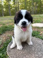 Puppy 4 - K9 Jewels, a female Saint Bernard for sale in Roxboro, NC – 7 of 10