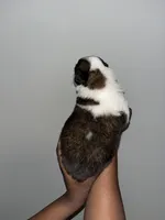 Puppy 4 - K9 Jewels, a female Saint Bernard for sale in Roxboro, NC – Photo 2 of 4