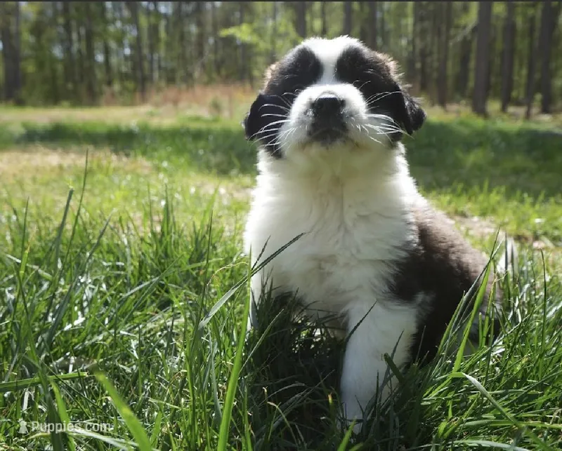 Puppy 4 - K9 Jewels – Saint Bernard puppy for sale in Roxboro, NC