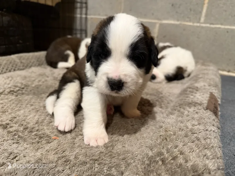 Puppy 2 – Saint Bernard puppy for sale in Roxboro, NC