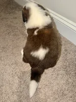 Puppy 1 - K9 Jewels LLC, a male Saint Bernard for sale in Roxboro, NC – 2 of 4