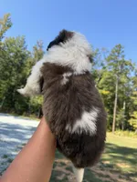 Puppy 1 - “FALCON”, a male Saint Bernard for sale in Roxboro, NC – 2 of 6