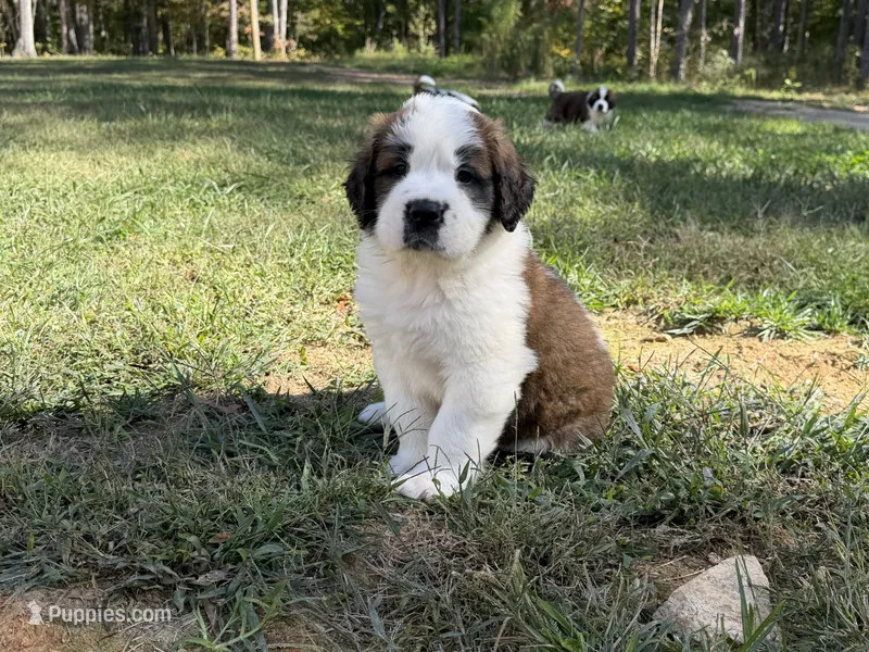Puppy 1 - “FALCON” – Saint Bernard puppy for sale in Roxboro, NC