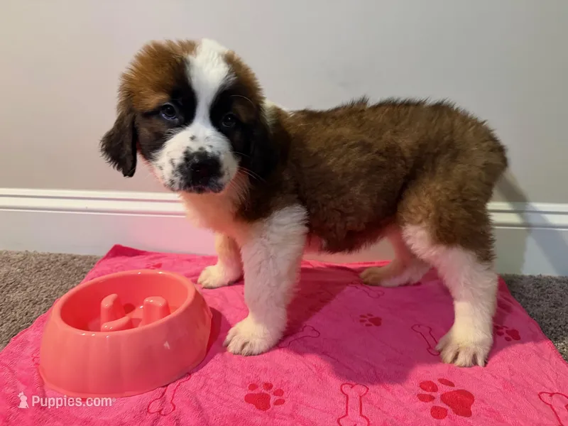Puppy 5 - K9 Jewels – Saint Bernard puppy for sale in Roxboro, NC