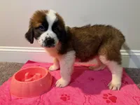 Puppy 5 - K9 Jewels, a female Saint Bernard for sale in Roxboro, NC – 1 of 10