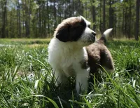 Puppy 5 - K9 Jewels, a female Saint Bernard for sale in Roxboro, NC – 6 of 10