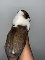 Puppy 5 - K9 Jewels, a female Saint Bernard for sale in Roxboro, NC – Photo 2 of 4