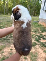 Puppy 5 - K9 Jewels, a female Saint Bernard for sale in Roxboro, NC – 4 of 10