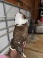 Puppy 5 - K9 Jewels, a female Saint Bernard for sale in Roxboro, NC – Photo 4 of 8