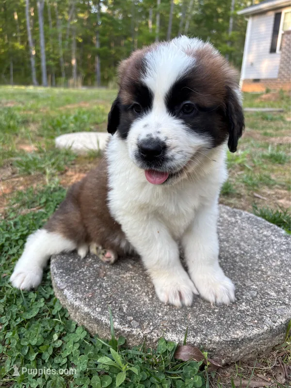 Puppy 5 - K9 Jewels – Saint Bernard puppy for sale in Roxboro, NC