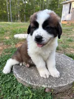 Puppy 5 - K9 Jewels, a female Saint Bernard for sale in Roxboro, NC – 3 of 10