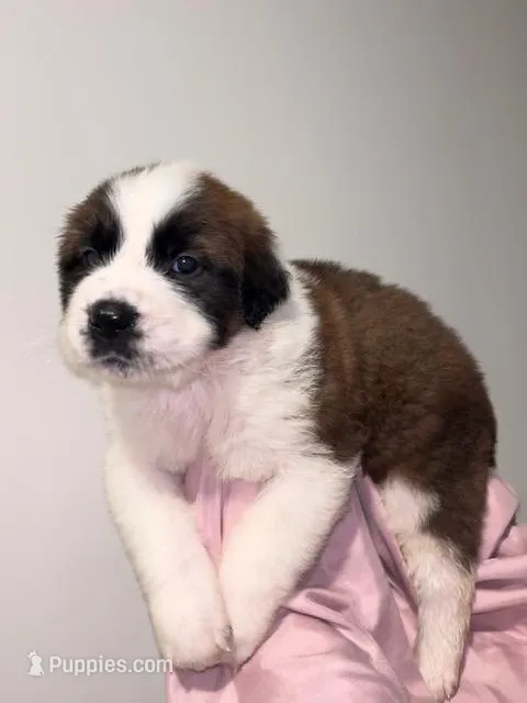 Puppy 5 - K9 Jewels – Saint Bernard puppy for sale in Roxboro, NC