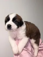 Puppy 5 - K9 Jewels, a female Saint Bernard for sale in Roxboro, NC – Photo 1 of 8