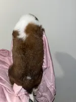 Puppy 5 - K9 Jewels, a female Saint Bernard for sale in Roxboro, NC – Photo 2 of 8