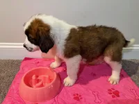 Puppy 5 - K9 Jewels, a female Saint Bernard for sale in Roxboro, NC – 2 of 10
