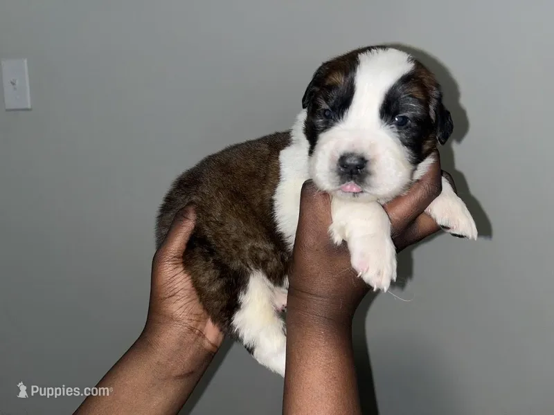 Puppy 5 - K9 Jewels – Saint Bernard puppy for sale in Roxboro, NC