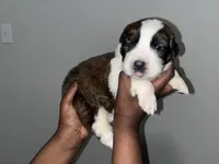 Puppy 5 - K9 Jewels, a female Saint Bernard for sale in Roxboro, NC – Photo 1 of 4