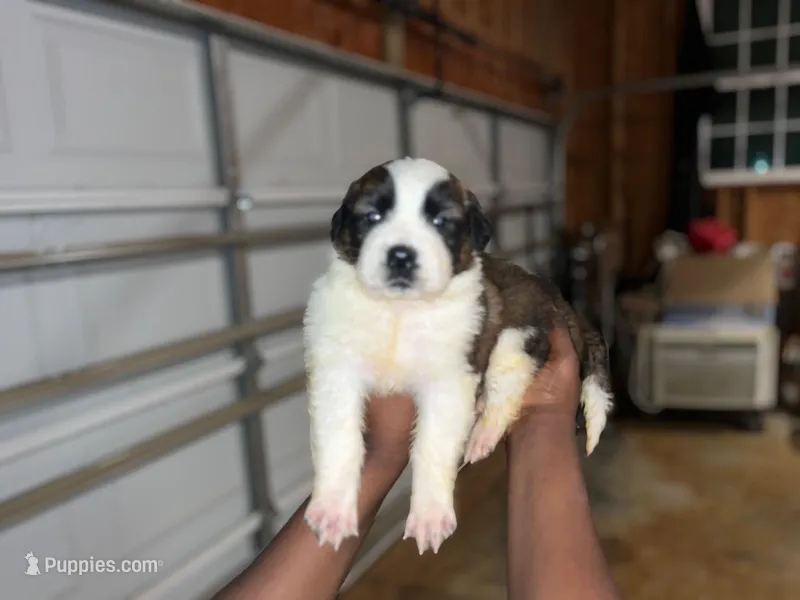 Puppy 5 - K9 Jewels – Saint Bernard puppy for sale in Roxboro, NC