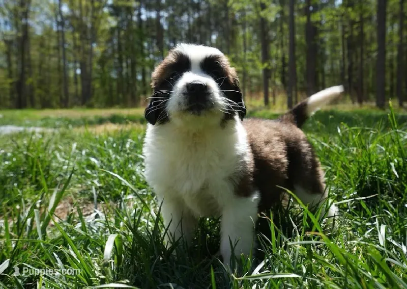 Puppy 5 - K9 Jewels – Saint Bernard puppy for sale in Roxboro, NC