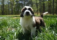 Puppy 5 - K9 Jewels, a female Saint Bernard for sale in Roxboro, NC – 5 of 10