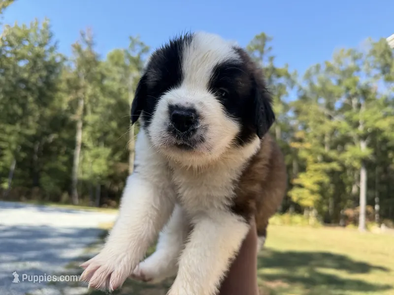 Puppy 2 - K9 Jewels LLC – Saint Bernard puppy for sale in Roxboro, NC